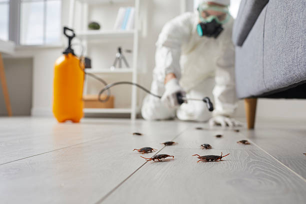 Post-Treatment Bed Bug Interceptor Monitoring in Greenock